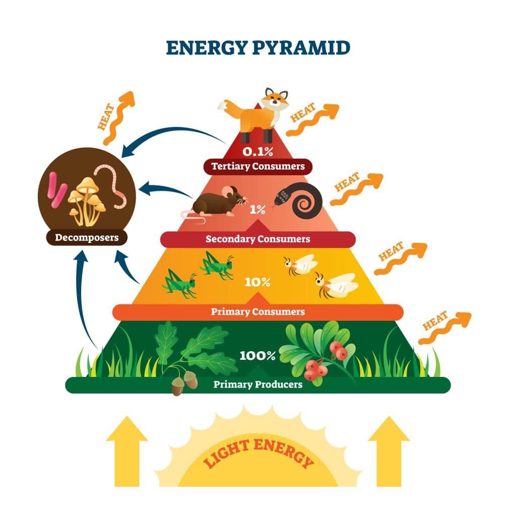 <p>An energy pyramid illustrates how energy flows from producers to consumers, with approximately 90% of energy lost as heat during each transfer due to metabolic processes.</p>