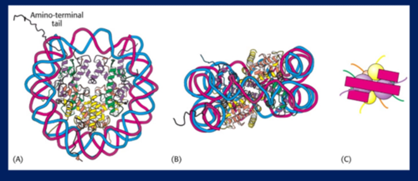 <p>-One Nucleosome = 200 bp of DNA + Histone octamer (two copies each of H2A, H2B, H3, H4 histones)</p><p>-An amino terminal tail comes out</p><p>-110 angstrom</p>