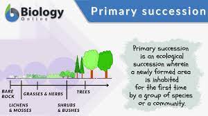 <p>A series of changes on an entirely new (previously lifeless) habitat that has not been colonized</p>