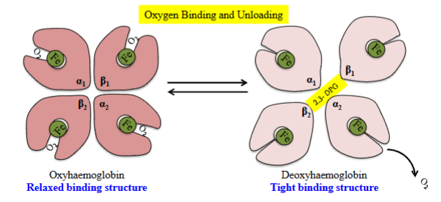 <ul><li><p>During oxygen binding, the O₂ molecule exists in a loose/relaxed structure. </p></li><li><p>Allows for the quick and cooperative binding of oxygen. </p></li><li><p>The binding of O₂ to hemoglobin is known as <em>cooperative binding</em>. </p><ul><li><p>The binding of successive oxygen facilitates binding of the next.</p></li></ul></li><li><p>Each ferrous (Fe²⁺)  iron combines with one molecule of O₂ by the process of oxygenation. </p><ul><li><p>O₂ increase within a tissue.</p></li></ul></li></ul><p></p>