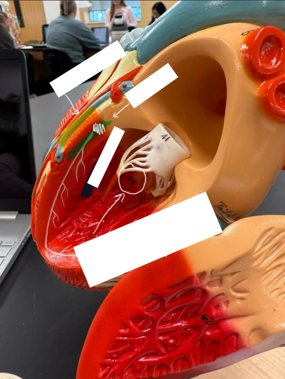 <p>What is the innermost layer of the heart?</p>