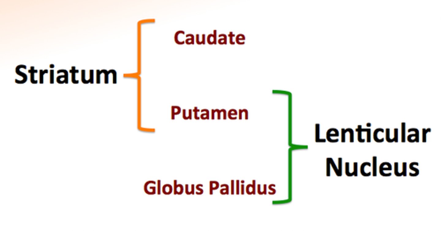<p>Consists of the putamen and globus pallidus</p>