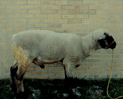 <p>-anxiety, colic</p><p>-stranguria; occasional secondary rectal prolapse</p><p>-mild urethral swelling at site of obstruction</p><p>-crystals and blood on preputial hairs</p><p>-anuria or dribbling</p><p>-tachycardia</p>