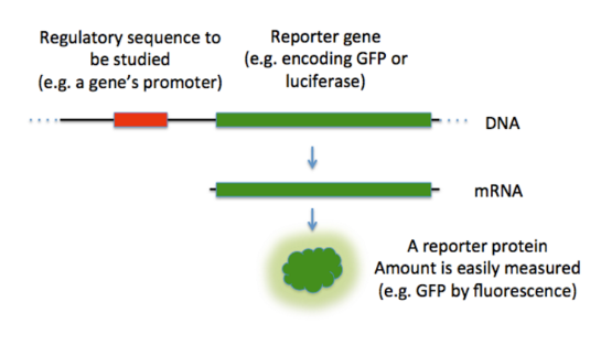 Want to know something about the regulatory region (maybe when the gene would be turned on or where).