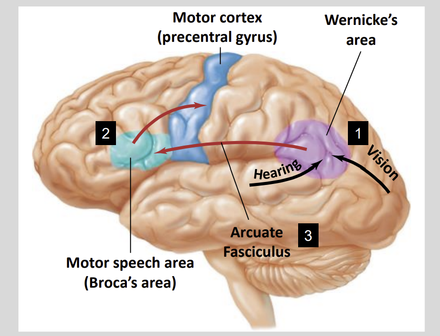 <ul><li><p>Wernick’s area</p></li></ul><p></p>