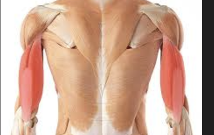 <ul><li><p>posterior arm</p></li><li><p>extends elbow + shoulder</p></li></ul><p></p>