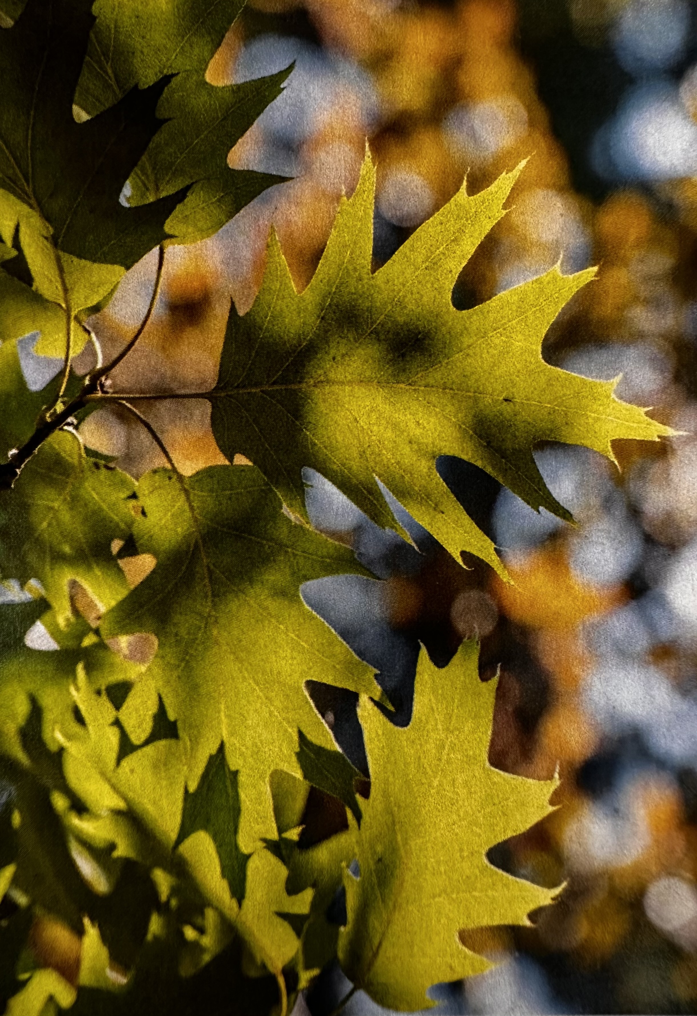 <p>Quercus rubra</p>
