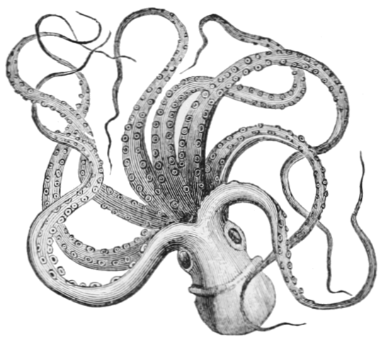 <p>Octopus (Devil Fish)</p>