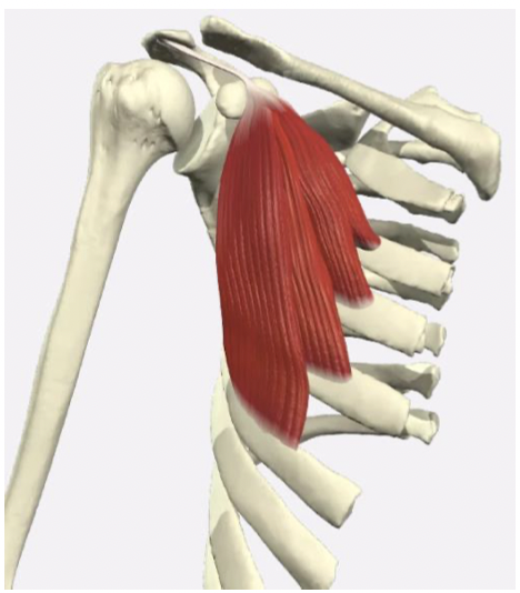 pectoralis minor 