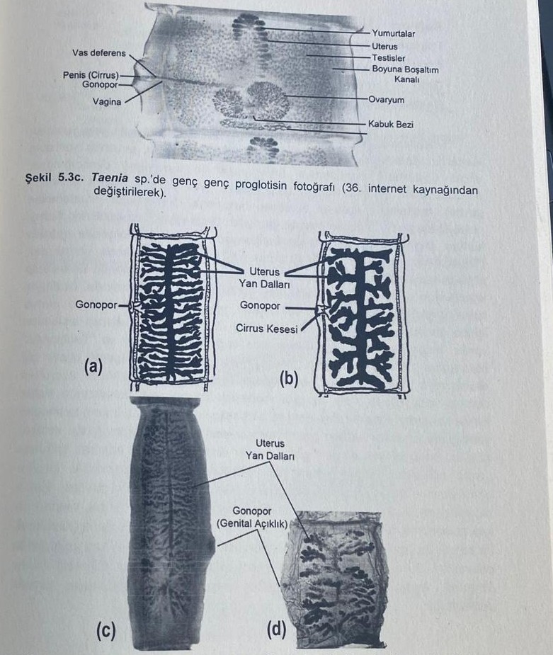 <img src="https://knowt-user-attachments.s3.amazonaws.com/064fe8c5-7b8d-4098-be5e-aeabda4bee49.jpg" data-width="100%" data-align="center" alt="knowt flashcard image"><p></p>