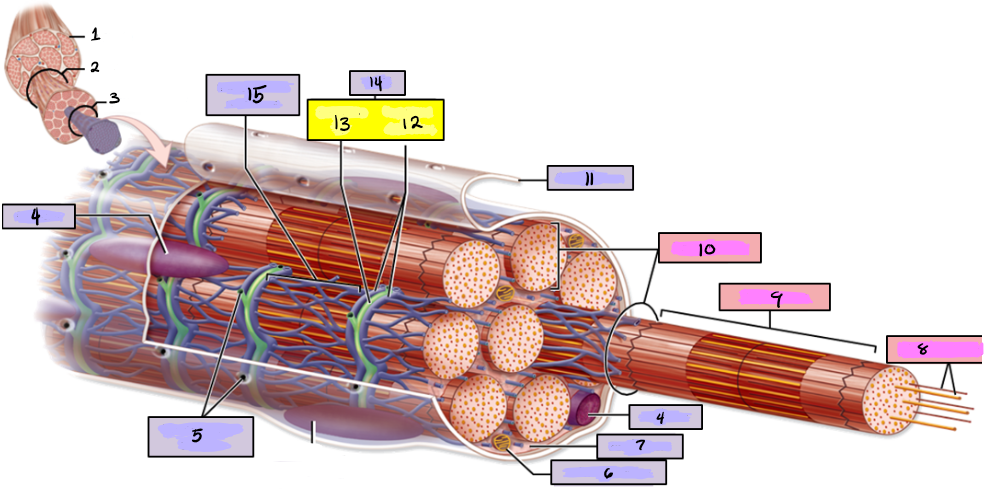 Skeletal Muscle Fiber