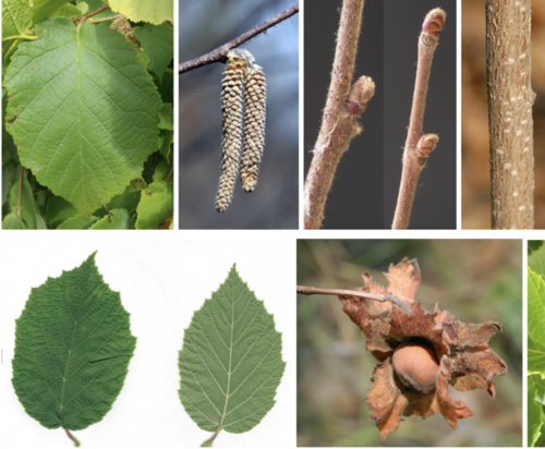 <ul><li><p>Family: Betulaceae</p></li><li><p>Hazelnut</p></li></ul><p></p>