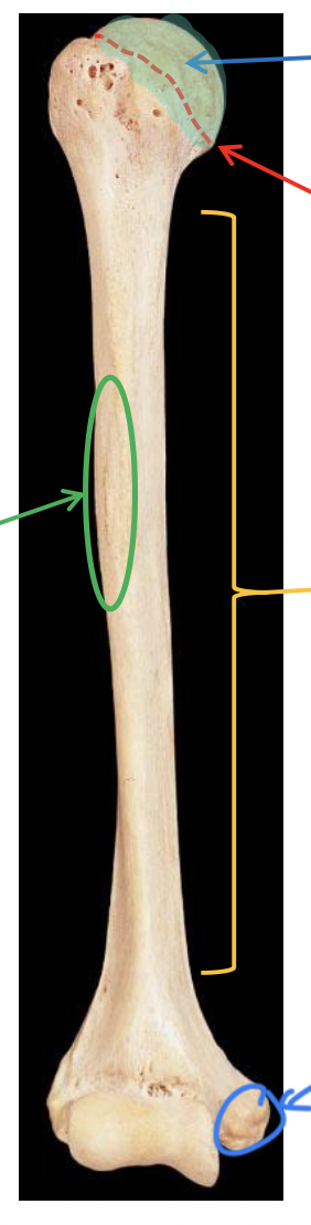 <p>Name the highlighted region.</p>