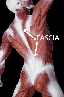 <p><strong>FASCIA</strong></p>