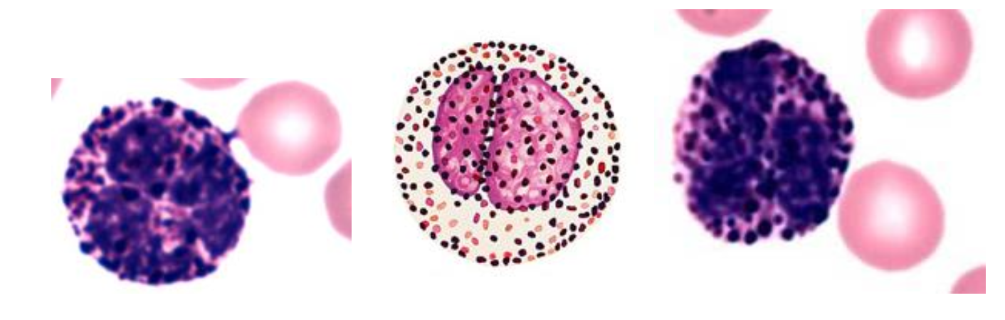 <p><span>What shape is a basophil's nucleus?</span></p>