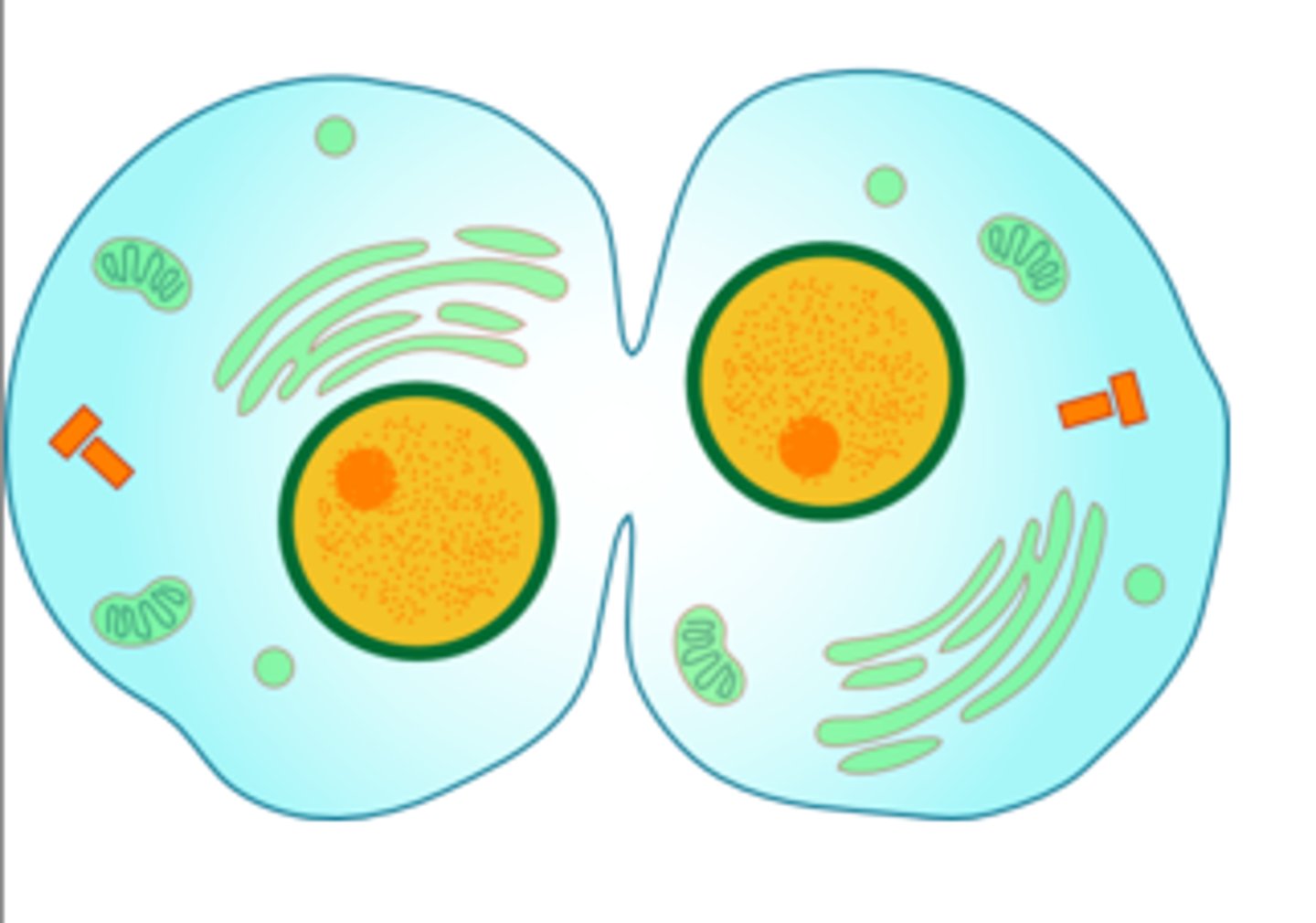 <p><b>Two new nuclei</b> form, chromosomes appear as chromatin, <b>mitosis ends</b></p>