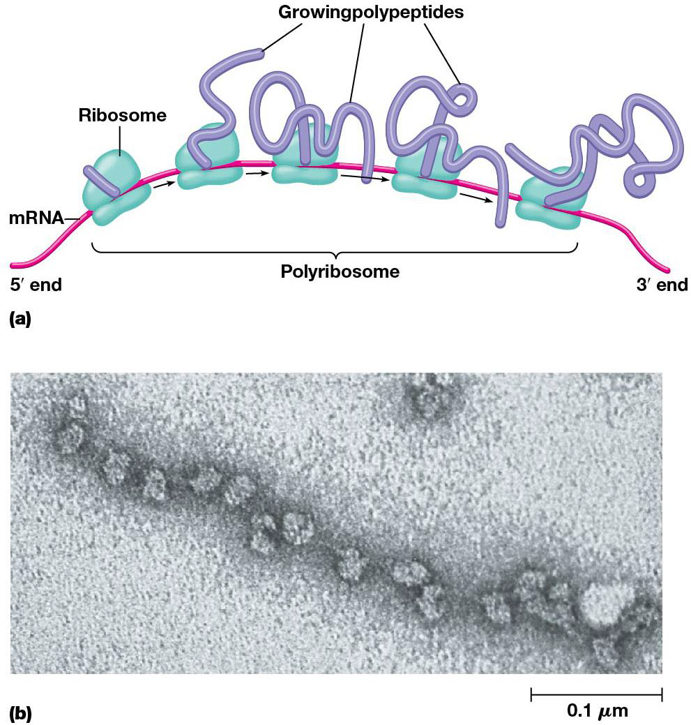 polyribosome