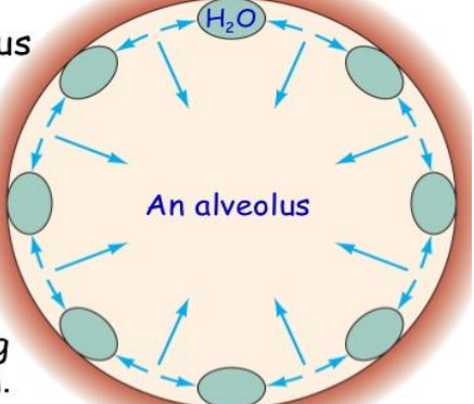 <ul><li><p>The lungs secrete and absorb fluid, leaving a thin film on the alveolar surface</p><ul><li><p>the thin film of fluid has a surface tension</p></li><li><p>the film squeezes the alveolus → produce recoil</p></li></ul></li><li><p>pulls the alveoli inward → increasing the tendency to cause the lungs to collapse → increases the pressure of the air inside the alveolus</p></li><li><p>allows alveolus to resist expansion</p></li><li><p>coat pulmonary surfactant → prevents alveoli from collapsing from this tension</p></li><li><p>lining fluid</p></li></ul><p></p>