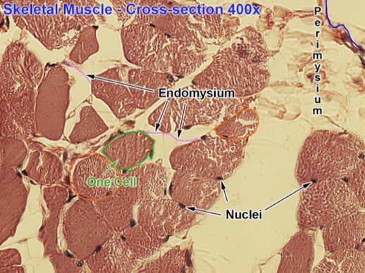 <p>Identify the purple lines & what it surrounds?</p>