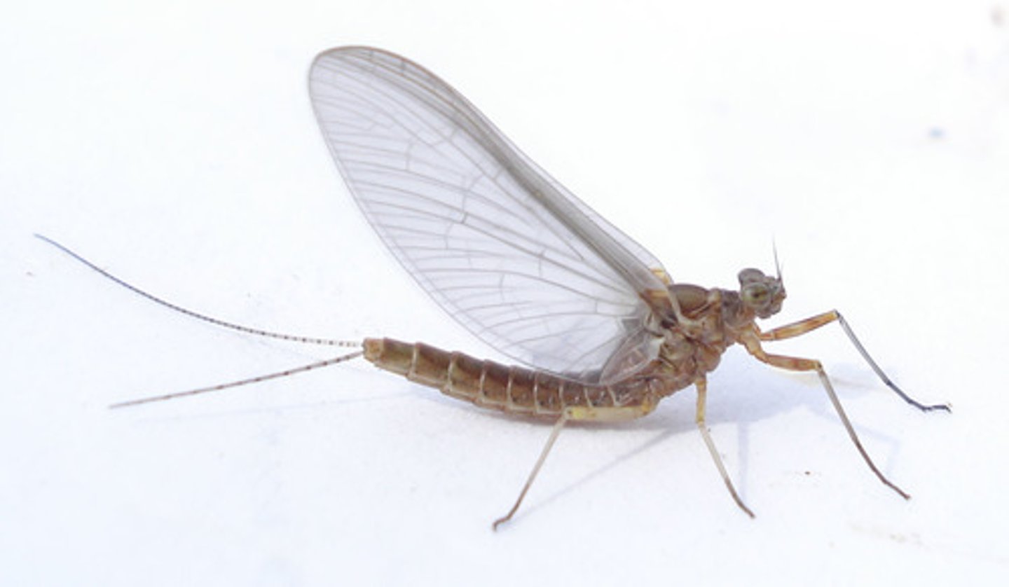 <p>Transparent wings, of which the forewings are larger than the hindwings. Occasionally the hindwings are absent<br>Three long tail filaments, unlike Stoneflies Very short antennae Wings held over their backs when at rest, unlike the similar Stoneflies No food is taken The males are often seen swarming over the surface of the water. A weak flight</p>