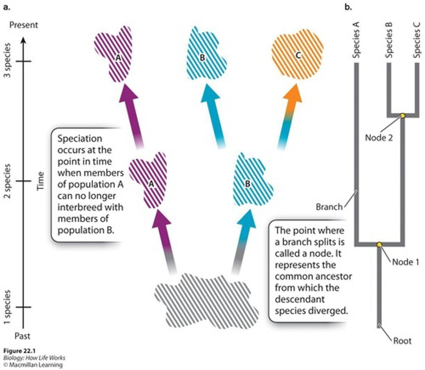 <p>Represent evolution and show patterns of descent.</p>