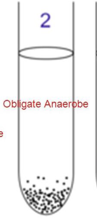 <p><span><span>obligate anaerobic species</span></span></p>