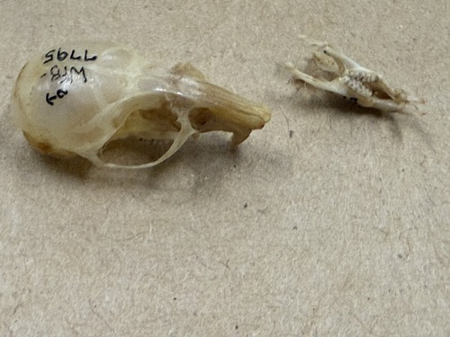 <p>Genus, species</p><p>-coronoid process lower than condyloid process</p><p>-grooved I</p>