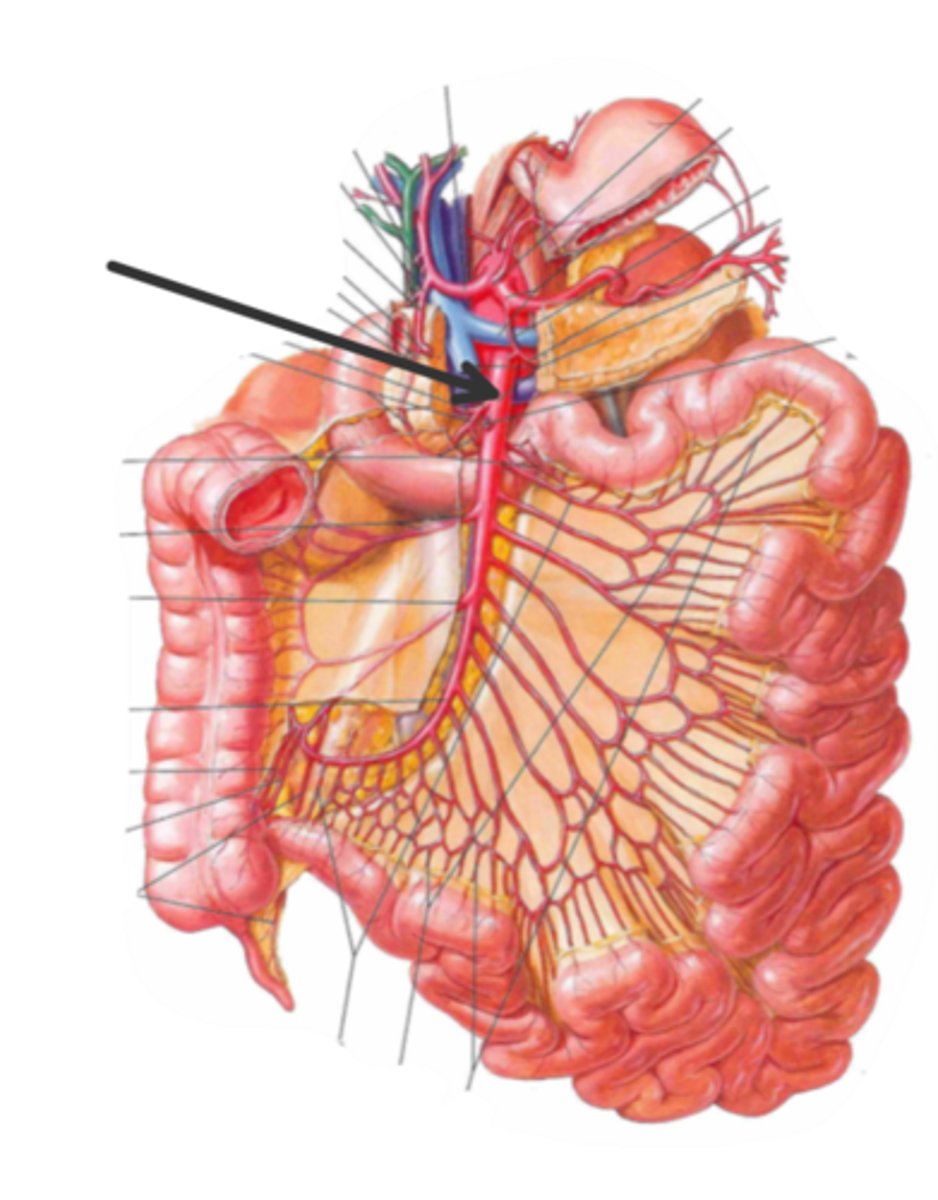 <p>identify the structure(s) indicated by the arrow</p>