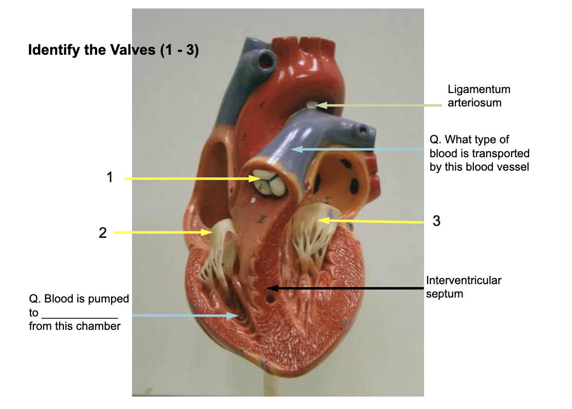 <p>Identify the valves</p>