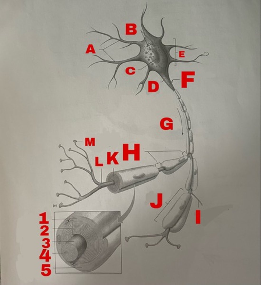 <p>I</p>