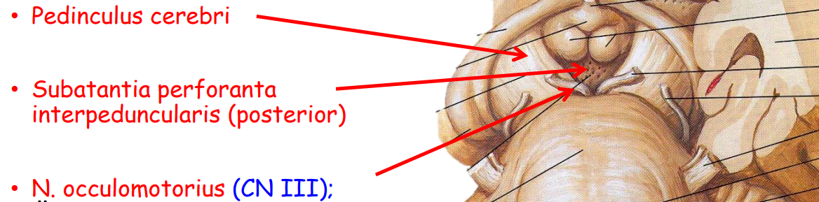 <p>• Pedunculus cerebri</p><p>• Substantia perforanta interpeduncularis (posterior)</p><p>• N. occulomotorius (CN III)</p>