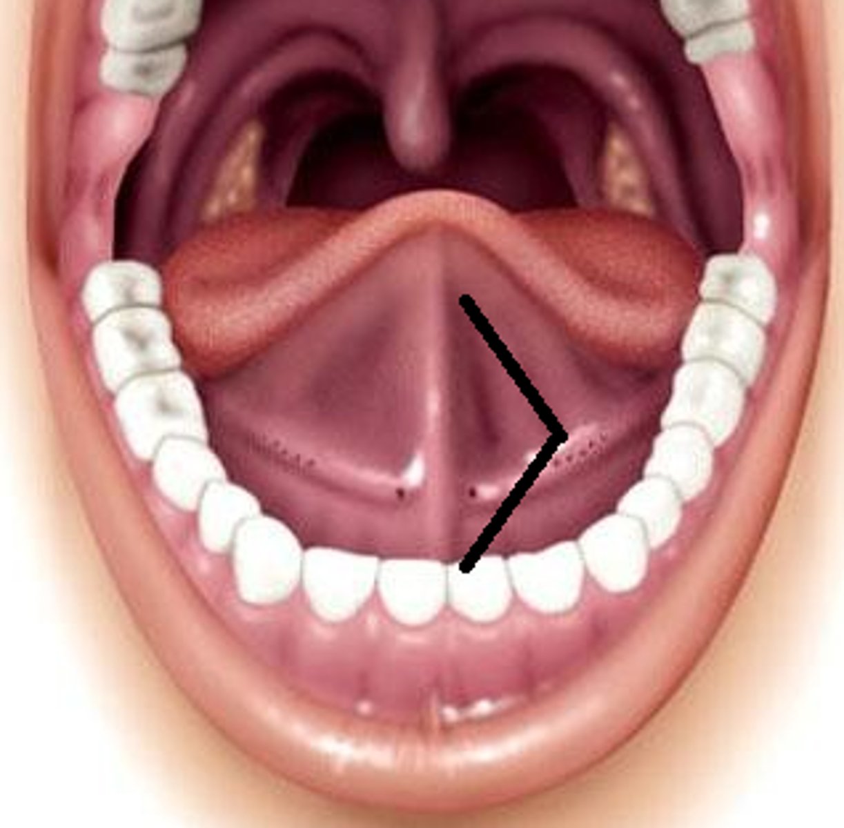 <p>- Stalk of tissue attaching the tongue to the floor of the mouth<br>- Takes part in tongue movement for pronunciation</p>