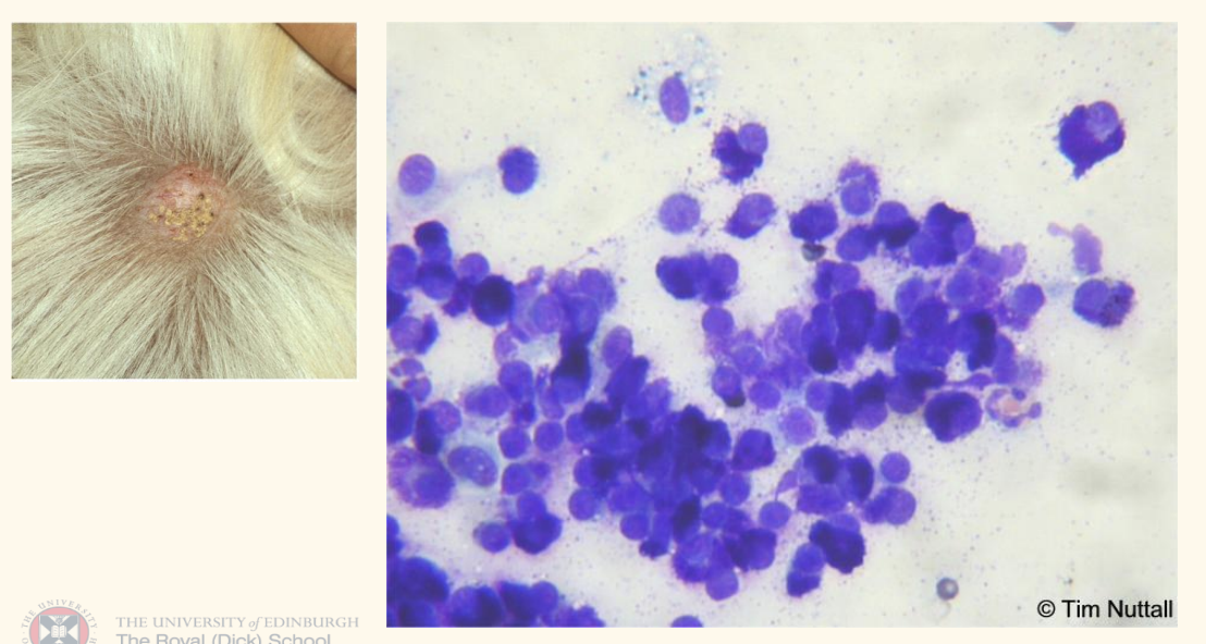 <p>Another skin mass! What is your interpretation?</p>