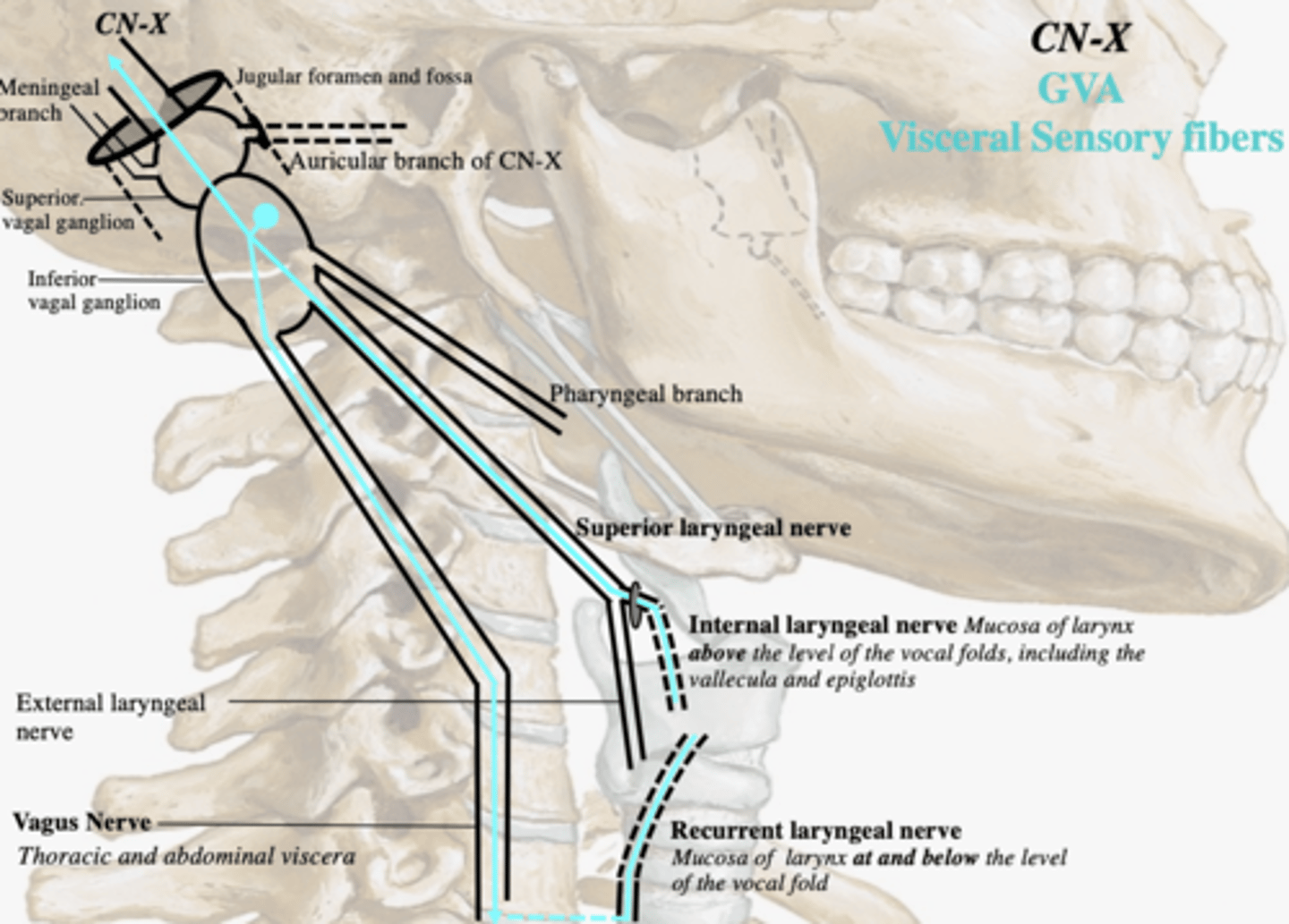 <p>above, vallecula and epiglottis</p>