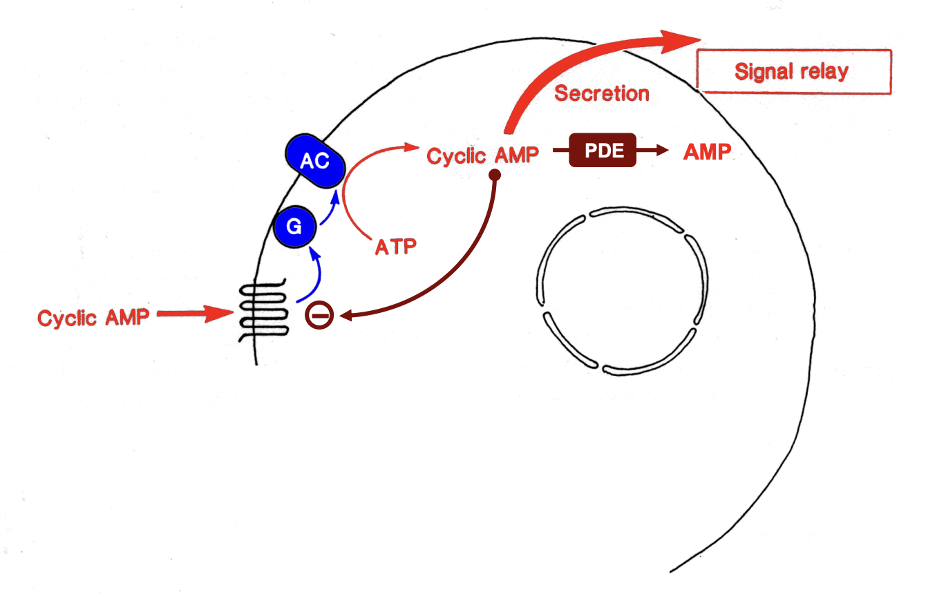 <ol><li><p>High cAMP conc in the cell</p><p>→ causes desensitissation of the cAMP recetepor</p></li></ol><p>BUT ALSO</p><ol start="2"><li><p>cAMP→ degraded into AMP</p></li></ol><ul><li><p>Resensitise of receptor</p></li></ul><p>→ Causes oscillations of desensitisation and resensitisation</p>