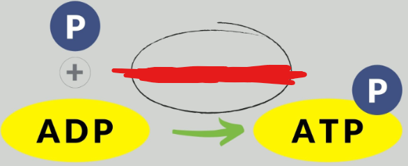 <p>One of the most common tricks through which molecules turn on and off. This reaction is catalyzed by kinases. _____ can both activate or deactivate.</p><p>Image attached shows an example of the _____ of ADP.</p>