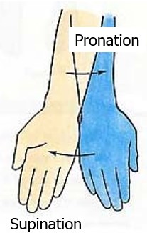 <p>what is pronation</p>