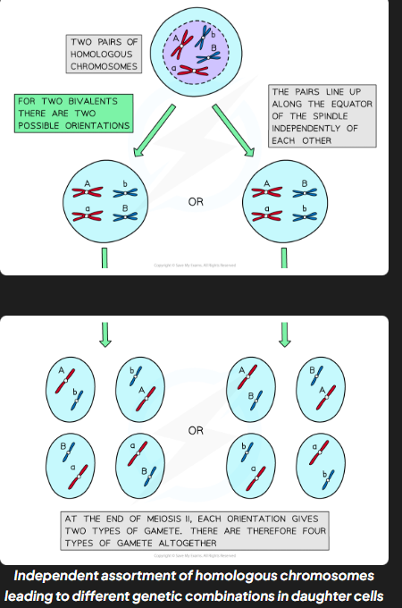 <ul><li><p>in pI homologous chromosmoes pair up and in mI they are pulled towards the equator of the spindle</p><ul><li><p>each pair can be arranged w either chromosome on top (completely random)</p></li><li><p>orientation of one homolgous pair is independent (unaffected by orientation of any other pair)</p></li></ul></li><li><p>homologous chromosmes separated and pulled apart to diff poles</p></li><li><p>combination of alleles that end up in each daughter cell depends on how pairs of homologous chromosmes were lined up</p></li><li><p>to work out no. diff possible chromosomes combinations the formula 2n can be used where n corresponds to no. chromosomes in haploid cells (for huamns 2²3 - 8,388,608 diff combos.</p></li></ul><p></p>