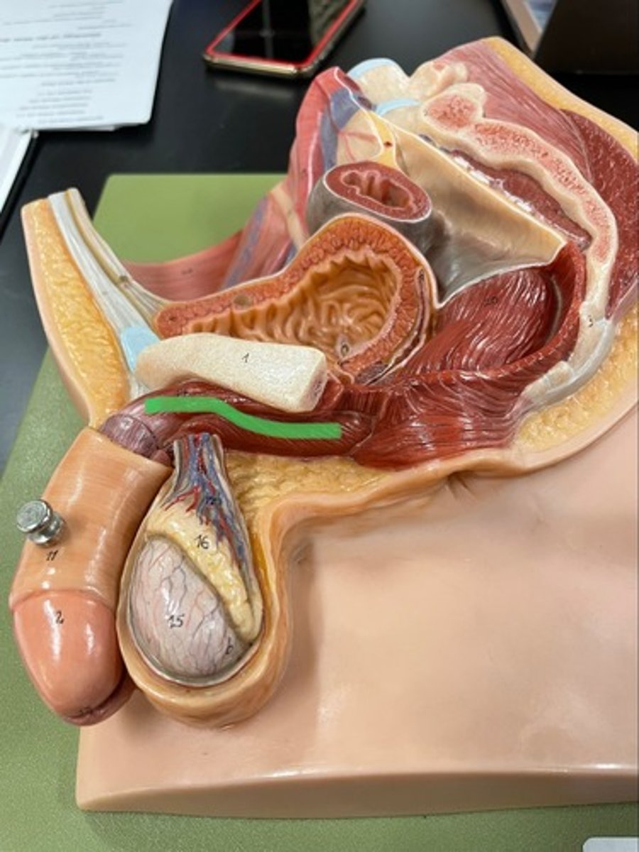 <p>A: male - constricts urethra after urination & during ejaculation</p><p>female - constricts urethra</p>