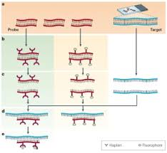 <p>fluorescent in situ hybridization</p><p>-uses a probe containing a fluorescent marker of a complement of a known genetic sequence, which are mixed with patient DNA. If hybridization occurs, it can be detected by fluorescence</p><p>-advantages: can help detect deletions and duplications, chromosome painting, and cells do not have to be dividing </p><p>-Prader willi and Angelman syndrome can be detected using this </p>