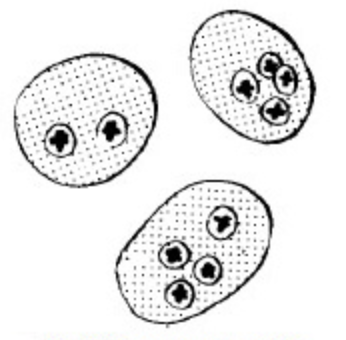 <p>5-12 micrometers</p>
