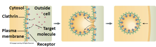 vesicles import molecules specific to the receptors of the cell membrane