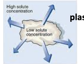 <p>plasmolysis</p>