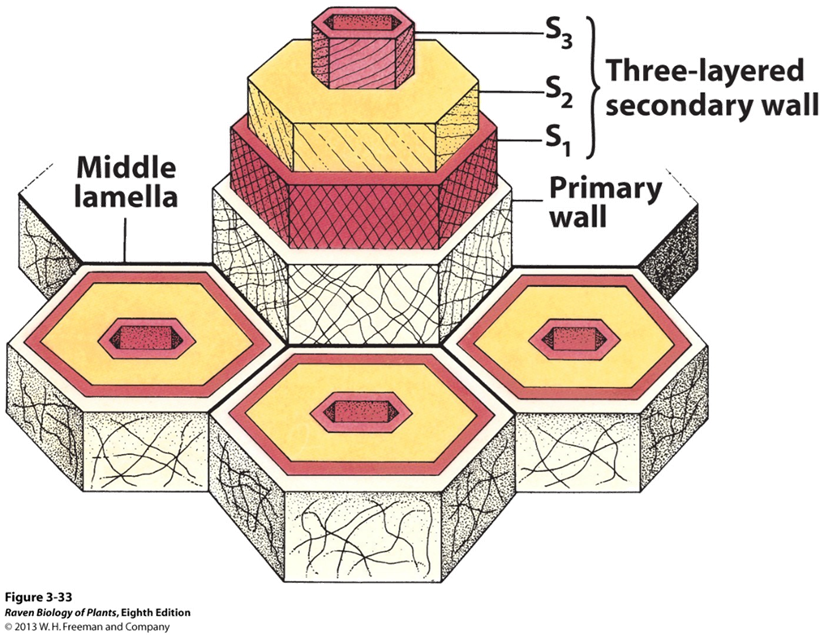 <p>3 layers</p><ul><li><p>S<sub>1</sub> S<sub>2</sub> S<sub>3</sub></p></li></ul><p></p>
