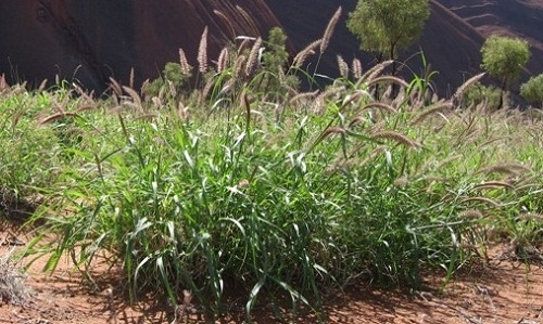 <p>An invasive species in deserts that increases fire risk and displaces native species like the Saguaro cactus, particularly problematic in the Sonoran Desert.</p>
