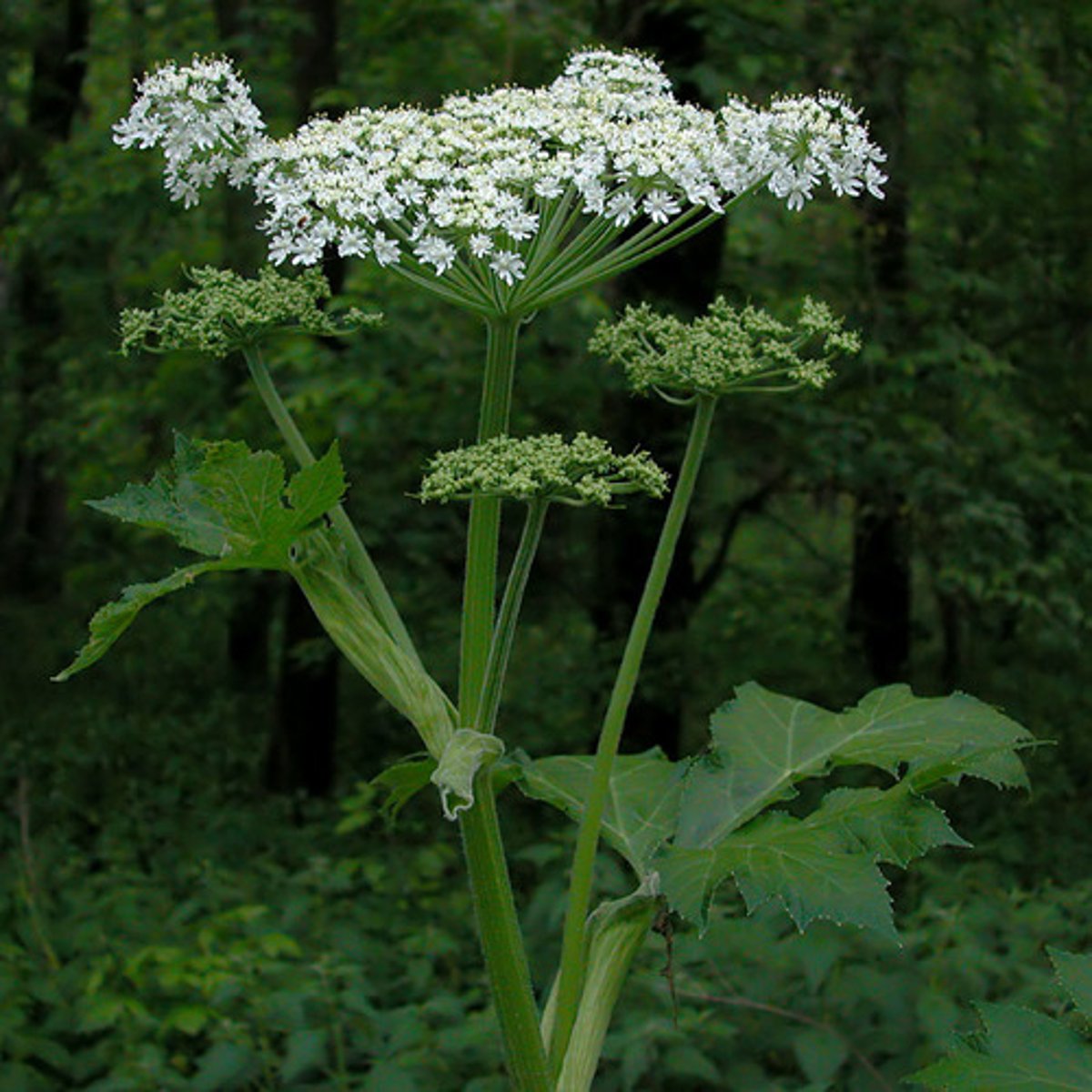 <p>Tall white flowering plant</p><p>- This is a tall plant, soaking up the sun in open meadows</p><p>- Large white umbel-shaped flower head, like an umbrella.</p><p>Causes skin burns</p><p>- Contains phototoxic compounds that react with sunlight.</p><p>Hollow stems</p><p>- Fiber optic stems focus light to centre (a remarkable adaptation where its hollow stems act like fiber optics, channeling light inward toward the plant’s center to jumpstart photosynthesis)</p>