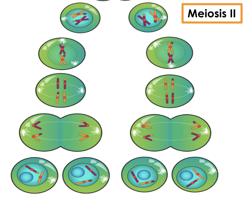 <p>separation of sister chromatids</p><ul><li><p><em>Duplicated chromosomes from Meiosis I divide into individual chromosomes.</em></p></li></ul><p></p>