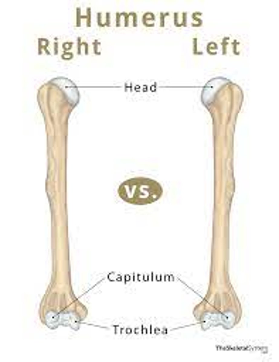 <p>olecranon fossa is posterior, head points medially</p>