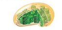 <p>(Organelle Worksheet) <strong><u>The Parts of a Cell:</u></strong> CHLOROPLAST</p>