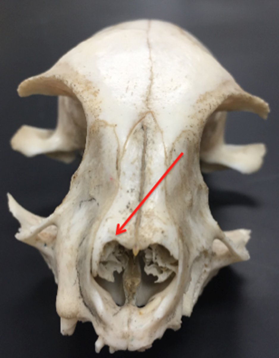 <p>paired, forms the bridge of nose, dorsal part of nasal cavity</p>